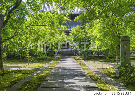 新緑の京都 臨済宗 興聖寺(織部寺) 本堂へまっすぐ伸びる参道 新緑の京都 臨済宗 興聖寺(織部寺) 本堂へまっすぐ伸びる参道 114588334