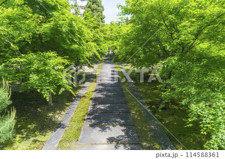 新緑の京都 臨済宗 興聖寺(織部寺) 山門へまっすぐ伸びる参道 新緑の京都 臨済宗 興聖寺(織部寺) 山門へまっすぐ伸びる参道 114588361