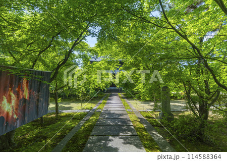 新緑の京都 臨済宗 興聖寺(織部寺) 本堂へまっすぐ伸びる参道 新緑の京都 臨済宗 興聖寺(織部寺) 本堂へまっすぐ伸びる参道 114588364