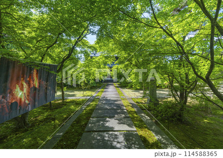 新緑の京都 臨済宗 興聖寺(織部寺) 本堂へまっすぐ伸びる参道 新緑の京都 臨済宗 興聖寺(織部寺) 本堂へまっすぐ伸びる参道 114588365