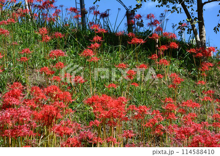 赤羽緑地・自然観察ふれあい公園　＃22 114588410