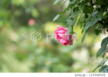 赤いバラの花 赤いバラの花 114588438