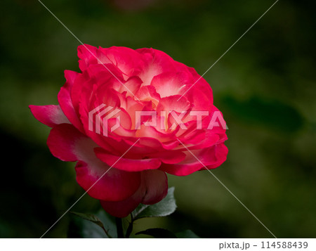 木陰の赤いバラ 114588439