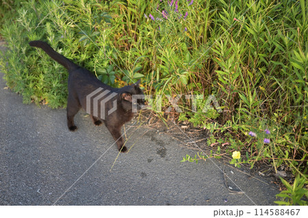 道端で遊ぶ黒猫 114588467