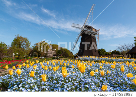 鶴見緑地公園のチューリップと風車 114588988