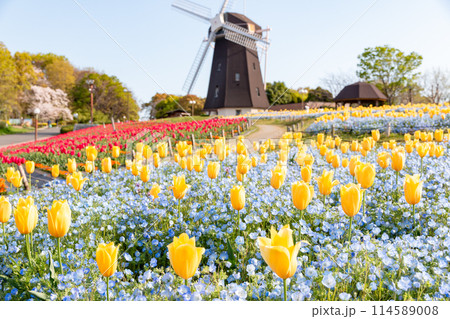 鶴見緑地公園のチューリップと風車 114589008