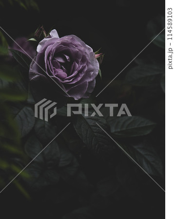 木陰の薄紫のバラ 木陰の薄紫のバラ 114589103
