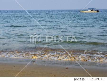 A sandy beach with a wave of sea with fishing boat on horizon, sandpiper bird on Arabian Peninsula A sandy beach with a wave of sea with fishing boat on horizon, sandpiper bird on Arabian Peninsula 114589116