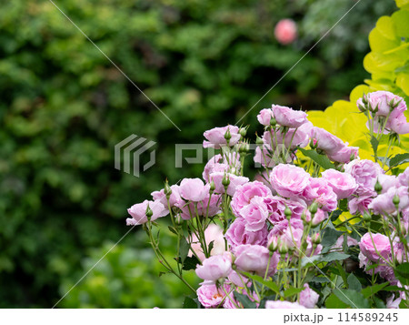 新緑と色鮮やかな薔薇の花 114589245