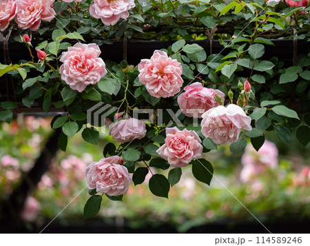 新緑と色鮮やかな薔薇の花 新緑と色鮮やかな薔薇の花 114589246