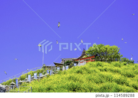 蕪嶋神社とウミネコ 114589288
