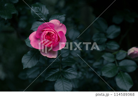 木陰の赤いバラ 114589368