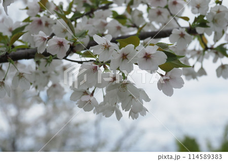 公園の桜の花を見上げる 公園の桜の花を見上げる 114589383