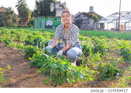Woman works on plantation and performs work on cultivation of edible crops, peppers, haricot bean Woman works on plantation and performs work on cultivation of edible crops, peppers, haricot bean 114589417
