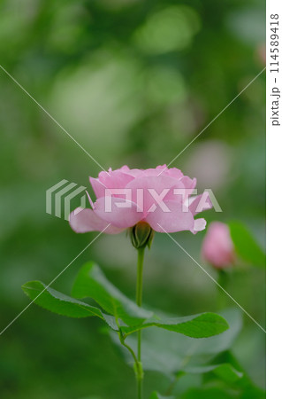 新緑と色鮮やかな薔薇の花 新緑と色鮮やかな薔薇の花 114589418