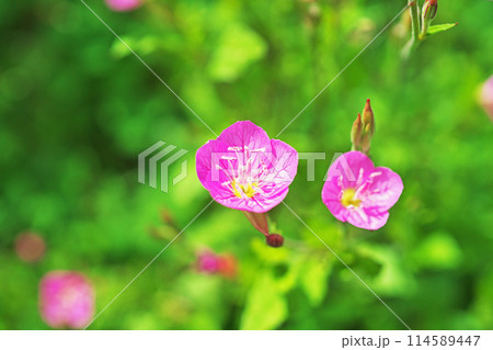 ピンク色のユウゲショウの花（春、五月） 114589447