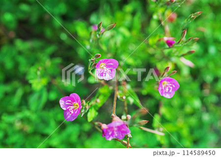 ピンク色のユウゲショウの花(春、五月) ピンク色のユウゲショウの花(春、五月) 114589450