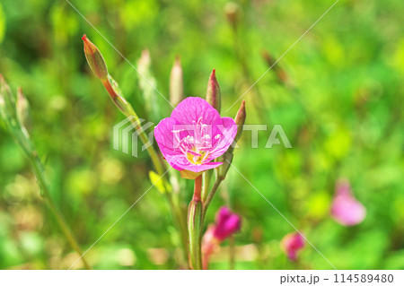 ピンク色のユウゲショウの花（春、五月） 114589480