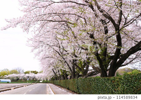 道路沿い満開の桜並木　穏やかな春の日 114589834