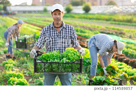 Male worker carries plastic box with harvest of lettuce salad Male worker carries plastic box with harvest of lettuce salad 114589857
