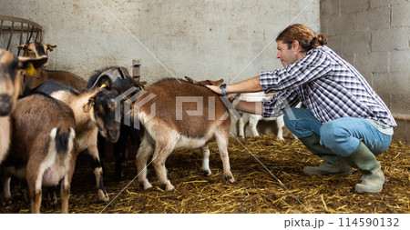 Middle aged grown man kneeling to feed goats Middle aged grown man kneeling to feed goats 114590132