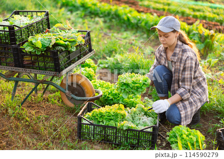 Female farm worker harvesting lettuce on farm field 114590279