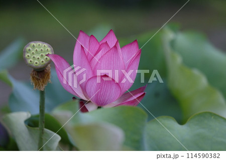 赤いハスの花 114590382