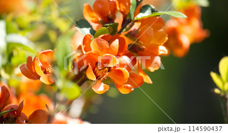 Quince blossoms in full bloom with multiple petals Quince blossoms in full bloom with multiple petals 114590437