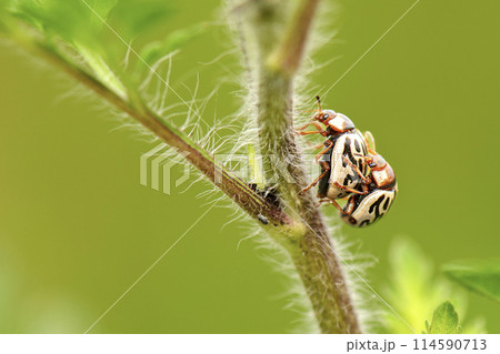 Calligrapha Beetles 114590713