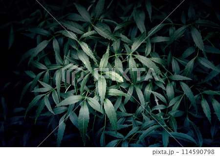 Green hedge background 114590798