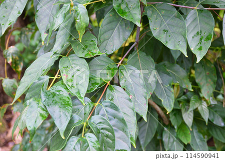 京都　松尾大社　カギカズラ（京都府京都市西京区） 114590941