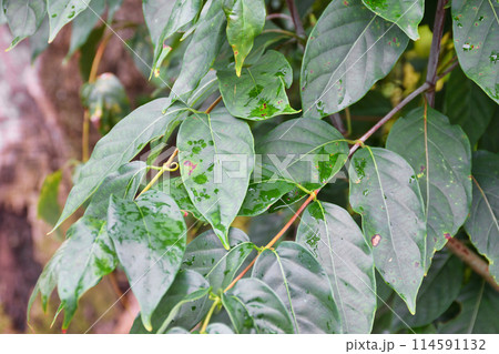 京都　松尾大社　カギカズラ（京都府京都市西京区） 114591132