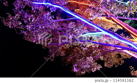 千葉県東京ドイツ村のイルミネーション 千葉県東京ドイツ村のイルミネーション 114591162