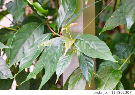京都　松尾大社　カギカズラ（京都府京都市西京区） 114591307