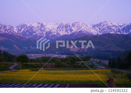 早朝の北アルプスと菜の花畑 114591322