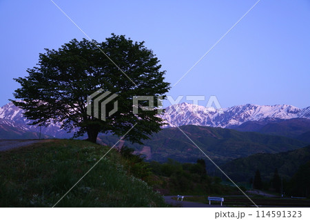 早朝の北アルプス　シルエットに映る野平一本桜 114591323