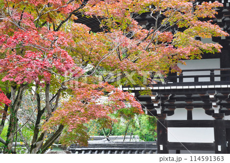 京都　松尾大社　美しい紅葉と楼門（京都府京都市西京区） 114591363