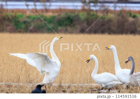 美しく大きなオオハクチョウ、コハクチョウ（カモ科）の群れ。日本国茨城県にて。2023年冬撮影。 114591516