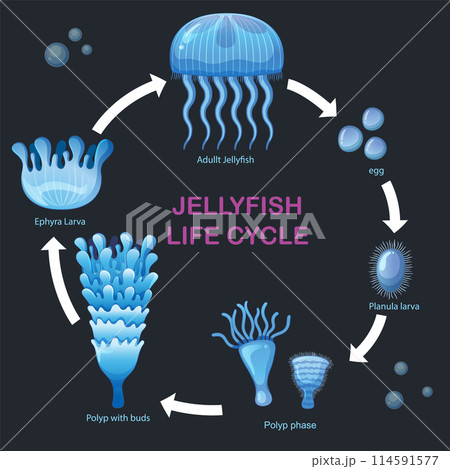 Jellyfish Life Cycle Illustration 114591577