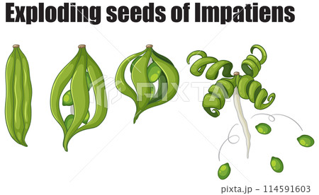 Exploding Seeds of Impatiens 114591603