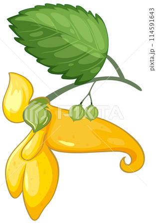 Yellow Impatiens Flower Illustration 114591643