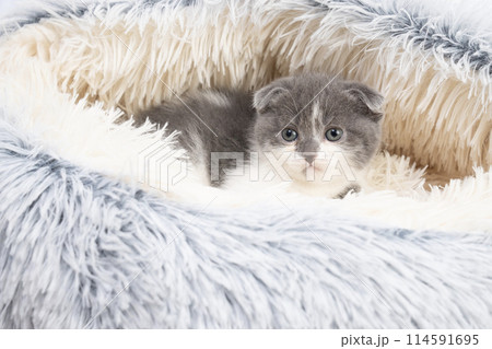 ベッドに入ったスコティッシュフォールドの仔猫 ベッドに入ったスコティッシュフォールドの仔猫 114591695