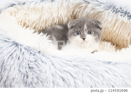 金魚鉢に入ったスコティッシュフォールドの仔猫 114591696