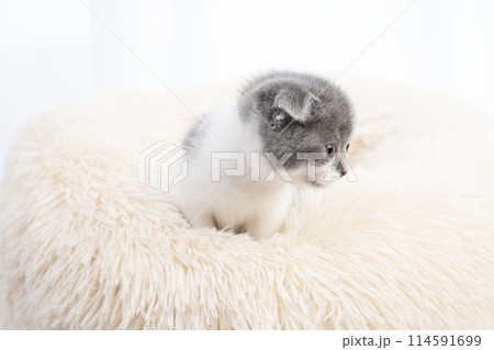 ベッドに入ったスコティッシュフォールドの仔猫 ベッドに入ったスコティッシュフォールドの仔猫 114591699