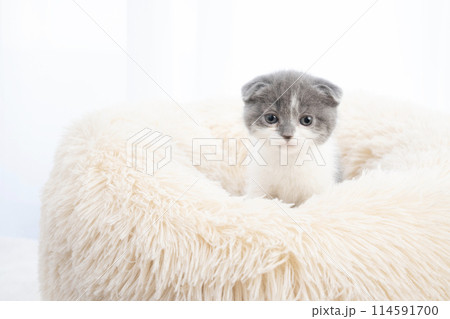 ベッドに入ったスコティッシュフォールドの仔猫 ベッドに入ったスコティッシュフォールドの仔猫 114591700