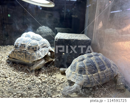 水槽の中の亀、ヒョウモンリクガメです。 114591725