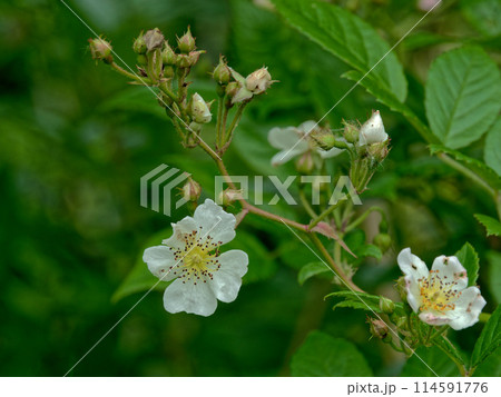 バラ科ノイバラの開花 バラ科ノイバラの開花 114591776