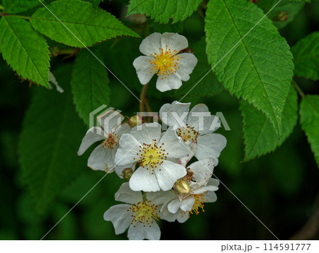 バラ科ノイバラの開花 バラ科ノイバラの開花 114591777