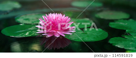 pink flower lotus is floating on a pond 114591819