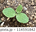 かぼちゃ 114591842